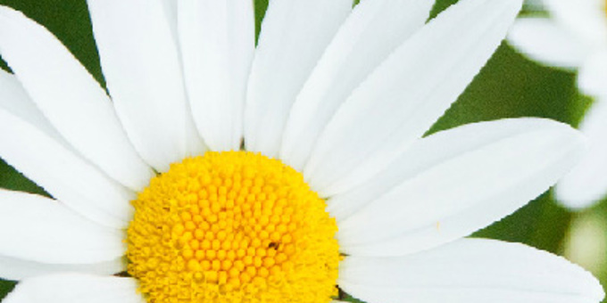 Spring Bank Holiday Opening Hours